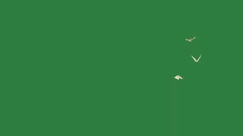 Bird flying in the sky and on white kite air this is isolated isolated on Video stock 336893132