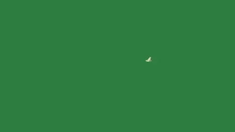 Bird flying in the sky and white through on it arrow isolated isolated on Stock Footage 336893142