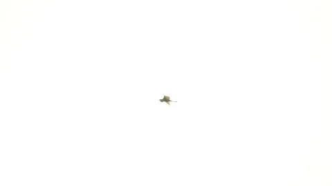 Bird flying on sky background Video stock 242270751