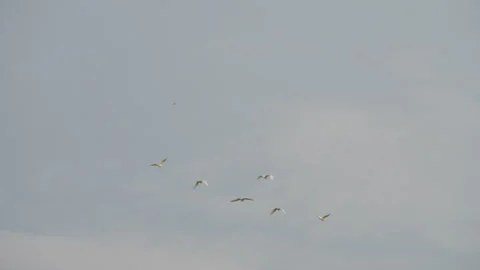 Bird flying on sky background 스톡 동영상 242270861