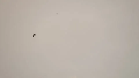 Bird flying on sky background Stock Footage 242273704