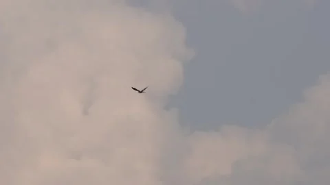 A bird is flying in the sky, clouds in the sky Stock Footage 314579406