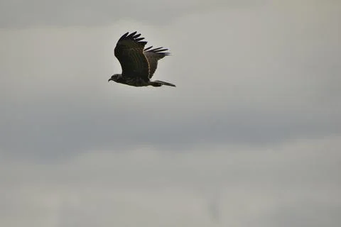 A bird is flying in the sky with a cloudy background Stock Photos