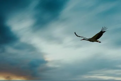 Bird flying in the sky during sunset with clouds in the background Stock Photos