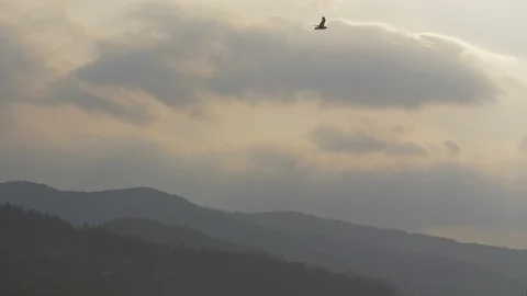 Bird flying in the sky 動画素材 91261067