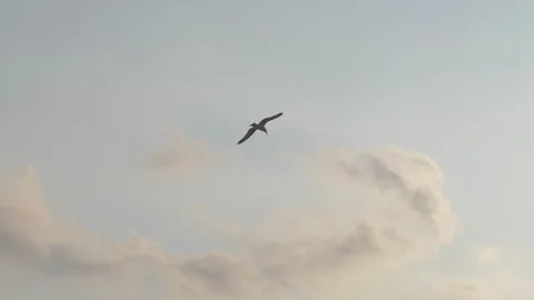 Bird flying in the sky Stock-Footage 91262312