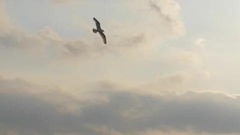 Bird flying in the sky 動画素材 91263441