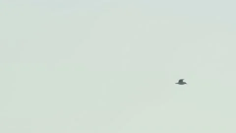 Bird flying in the sky Stock Footage 232601324
