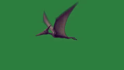 A bird flying in the sky isolated on green screen background 库存影片 336856374