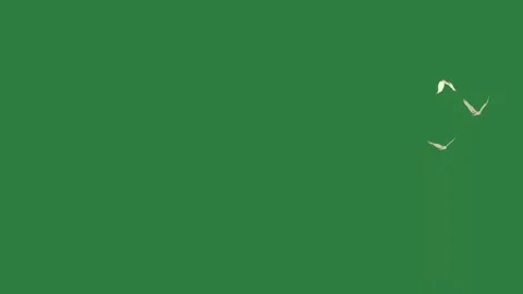 A bird flying in the sky isolated isolated on green screen background 库存影片 336893135