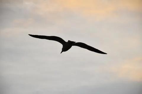 Bird flying in the sky light Stockfoto's