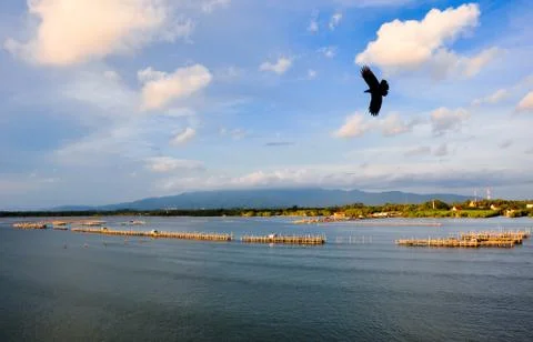The bird flying on sky Stock Photos