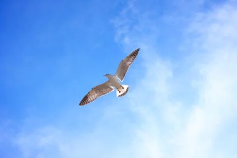 Bird flying in sky. Stock Photos