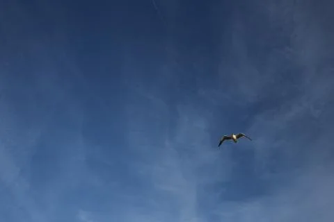 Bird flying in the sky Stock Photos