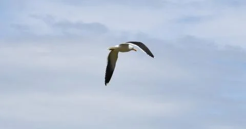 Bird flying in the sky Stock Photos