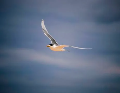 Bird Flying in the Sky Stock Photos