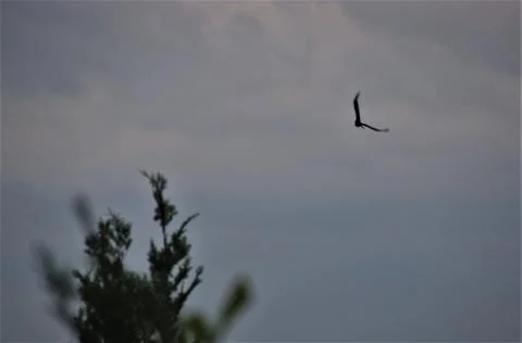 Bird flying in the sky Stock Photos