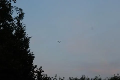 Bird flying in the sky Stock Photos