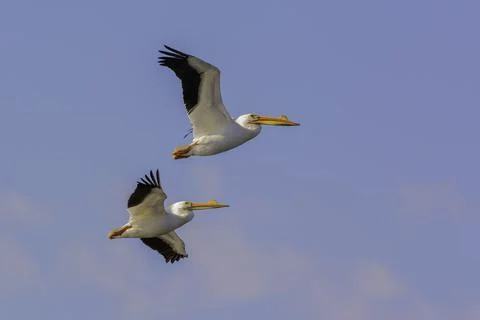 A bird flying in the sky 写真素材