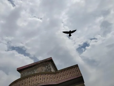 Bird is flying in the sky Stock Photos