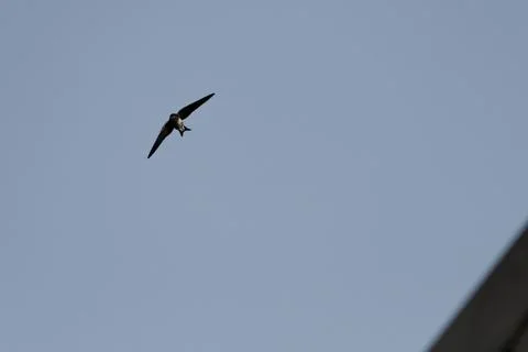 A bird is flying in the sky Stock Photos