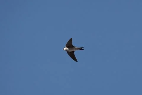 A bird is flying in the sky Stock Photos