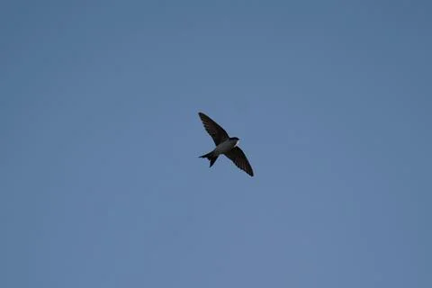 A bird is flying in the sky Foto stock