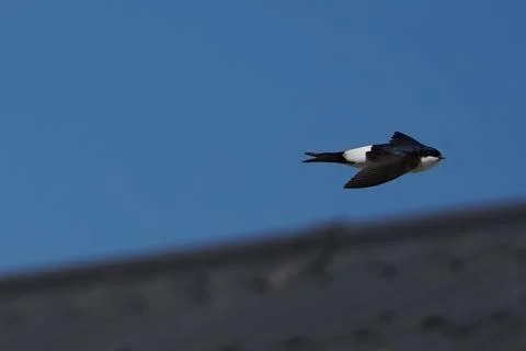 A bird is flying in the sky Stock Photos