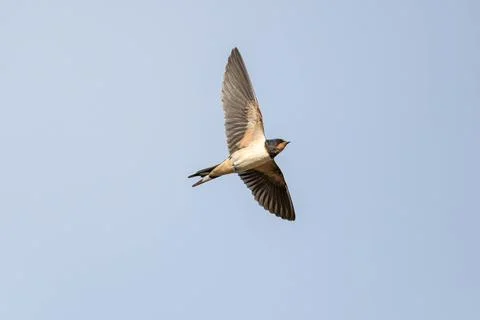 A bird is flying in the sky Stock Photos