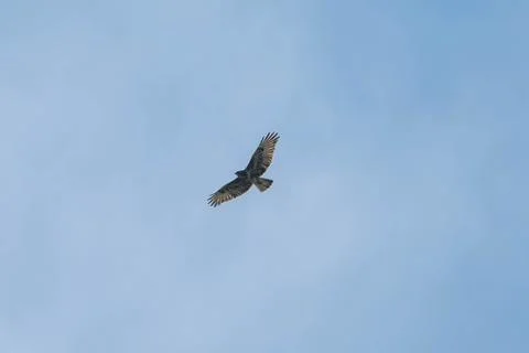 A bird is flying in the sky Stock Photos