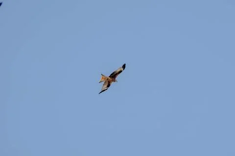 A bird is flying in the sky Stock Photos