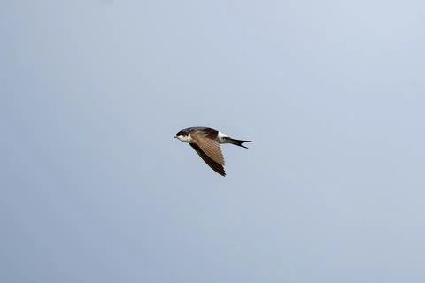 A bird is flying in the sky Stock Photos