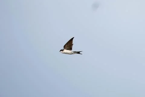 A bird is flying in the sky Stock Photos