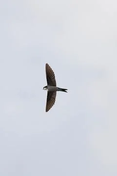 A bird is flying in the sky Stock Photos