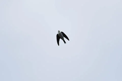 A bird is flying in the sky Stock Photos