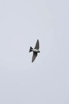 A bird is flying in the sky Stock Photos