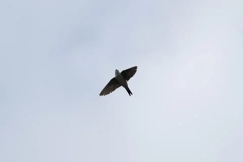 A bird is flying in the sky 스톡 사진