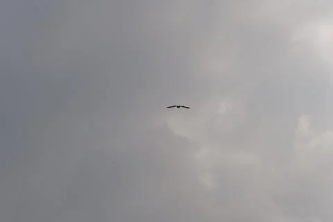 A bird is flying in the sky Stock Photos