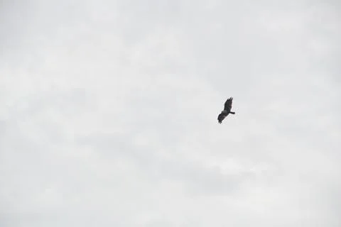 The Bird is Flying in the Sky . Stock Photos