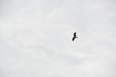 The Bird is Flying in the Sky . Stock Photos