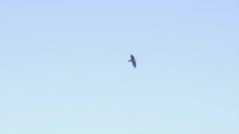 Bird Flying In The Sky In Slow Motion 库存影片 79129075