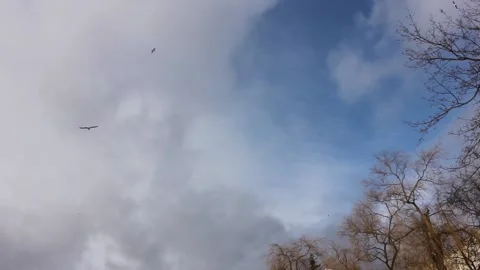 Bird flying at the sky with some trees on a side during winter time Stock Footage 124007433
