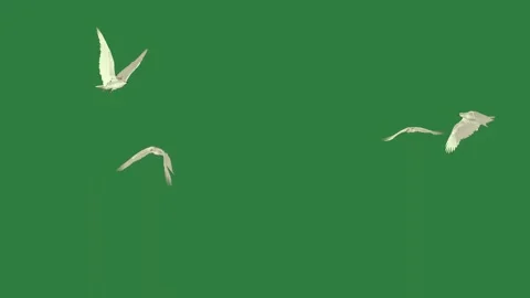 Bird flying in the sky two birds on group of are air isolated isolated on Stock Footage 336893138
