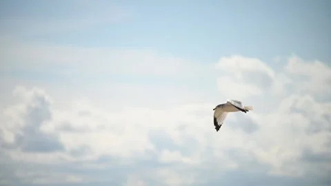 Bird flying in slow motion 動画素材 141148155