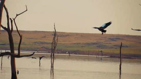Bird flying slow motion Stock Footage 278981457