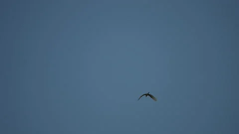 Bird flying slow motion on sky background Stock Footage 221410896