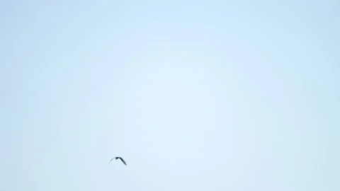 Bird flying slow motion on sky background Stock Footage 221412599