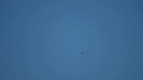 Bird flying slow motion on sky background Vidéo 221413753