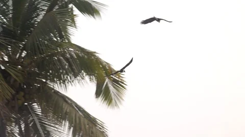 Bird flying in slow motion - summer Stock Footage