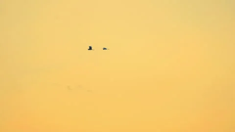 Bird flying slow motion on sunset sky of nature Stock Footage 254902122